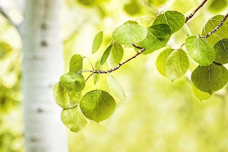Are You Being All You Can Be? -christyfitzwater.com